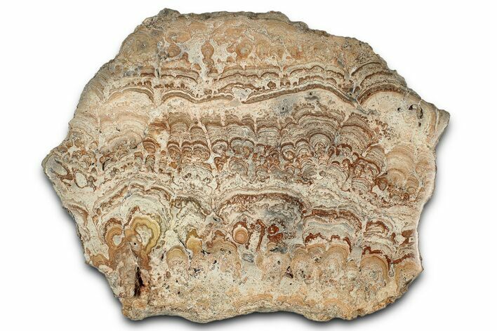 Polished Miocene Stromatolite Fossil Slab - Germany #352212